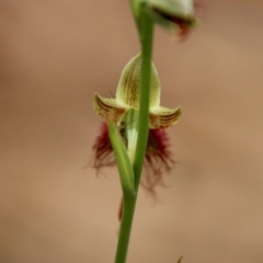 Calochilus paludosus at Moruya, NSW - suppressed