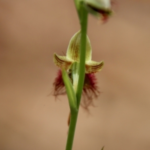 Calochilus paludosus at Moruya, NSW - 20 Oct 2022