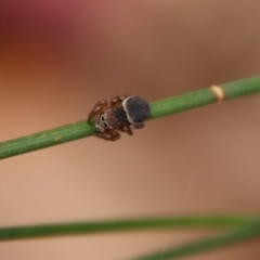 Unidentified Spider (Araneae) at Broulee Moruya Nature Observation Area - 20 Oct 2022 by LisaH