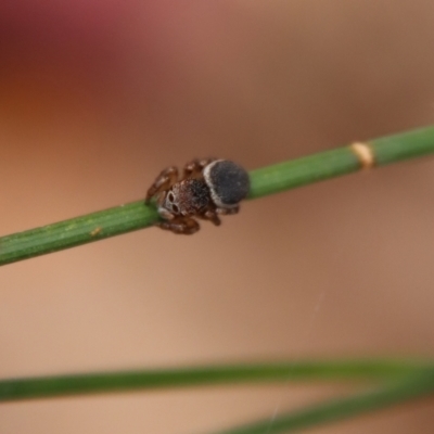 Unverified Spider by LisaH
