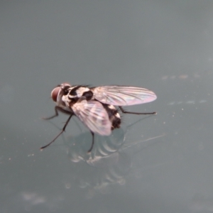 Limnophora (genus) at Moruya, NSW - suppressed