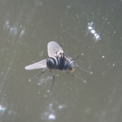 Limnophora (genus) at Moruya, NSW - suppressed