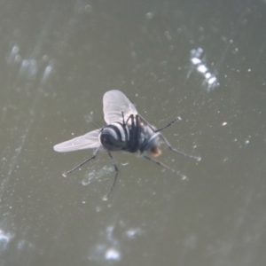 Limnophora (genus) at Moruya, NSW - suppressed