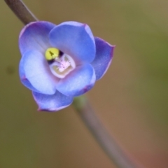 Thelymitra media (Tall Sun Orchid) at Broulee Moruya Nature Observation Area - 19 Oct 2022 by LisaH