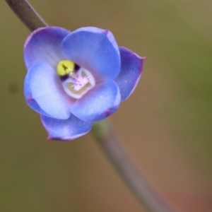 Thelymitra media at Moruya, NSW - suppressed