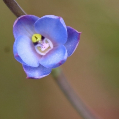Thelymitra media (Tall Sun Orchid) at Broulee Moruya Nature Observation Area - 19 Oct 2022 by LisaH