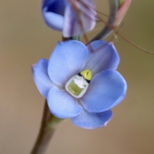 Thelymitra media at Moruya, NSW - suppressed