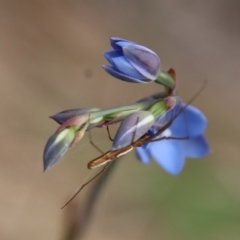 Thelymitra media at Moruya, NSW - suppressed