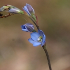 Thelymitra media at Moruya, NSW - suppressed