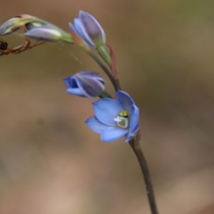 Thelymitra media at Moruya, NSW - 20 Oct 2022