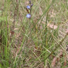 Thelymitra media at Moruya, NSW - 20 Oct 2022