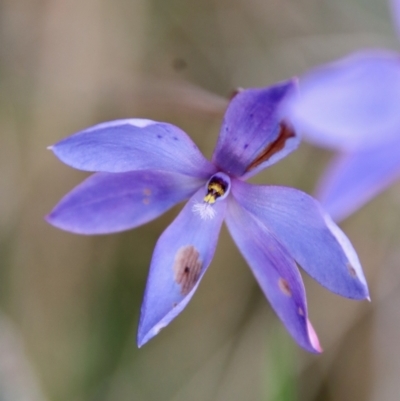 Thelymitra ixioides (Dotted Sun Orchid) at Broulee Moruya Nature Observation Area - 19 Oct 2022 by LisaH