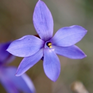 Thelymitra ixioides at Moruya, NSW - suppressed