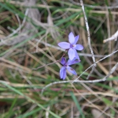 Thelymitra ixioides at Moruya, NSW - 20 Oct 2022