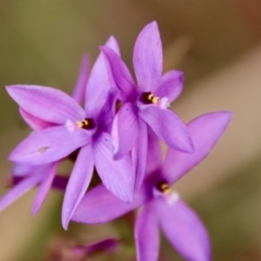 Thelymitra ixioides (Dotted Sun Orchid) at Moruya, NSW - 20 Oct 2022 by LisaH