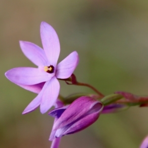 Thelymitra ixioides at Moruya, NSW - suppressed