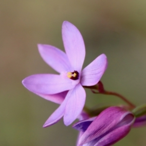 Thelymitra ixioides at Moruya, NSW - suppressed