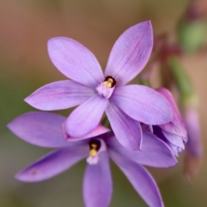 Thelymitra ixioides at Moruya, NSW - suppressed