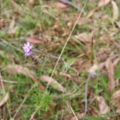 Thelymitra ixioides at Moruya, NSW - 20 Oct 2022