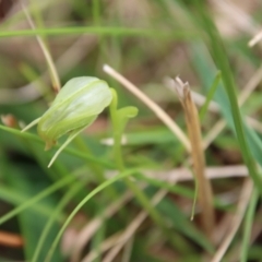 Pterostylis nutans (Nodding Greenhood) at Broulee Moruya Nature Observation Area - 19 Oct 2022 by LisaH