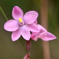 Thelymitra rubra (Salmon Sun Orchid) at Broulee Moruya Nature Observation Area - 19 Oct 2022 by LisaH