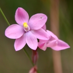 Thelymitra rubra (Salmon Sun Orchid) at Moruya, NSW - 20 Oct 2022 by LisaH