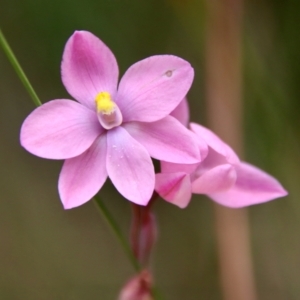 Thelymitra rubra at Moruya, NSW - suppressed