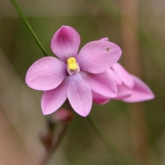 Thelymitra rubra at Moruya, NSW - suppressed