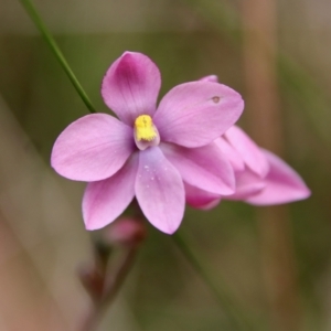 Thelymitra rubra at Moruya, NSW - suppressed