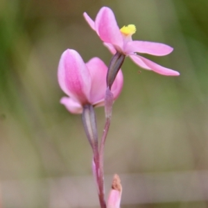 Thelymitra rubra at Moruya, NSW - suppressed