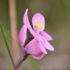 Thelymitra rubra at Moruya, NSW - suppressed