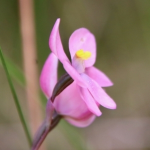 Thelymitra rubra at Moruya, NSW - suppressed