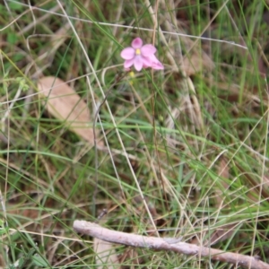 Thelymitra rubra at Moruya, NSW - suppressed