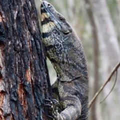 Varanus varius (Lace Monitor) at Broulee Moruya Nature Observation Area - 20 Oct 2022 by LisaH