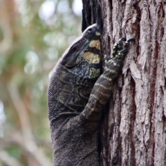 Varanus varius at Moruya, NSW - 20 Oct 2022