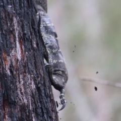 Varanus varius at Moruya, NSW - 20 Oct 2022