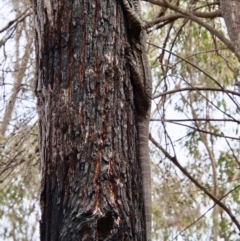 Varanus varius at Moruya, NSW - 20 Oct 2022