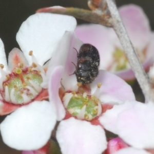 Eurhopalus sp. (genus) at O'Connor, ACT - 19 Oct 2022