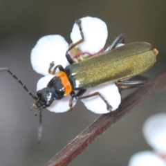 Chauliognathus lugubris (Plague Soldier Beetle) at Black Mountain - 19 Oct 2022 by Harrisi
