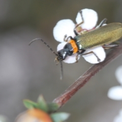 Chauliognathus lugubris at O'Connor, ACT - 19 Oct 2022