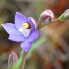 Thelymitra sp. (pauciflora complex) (Sun Orchid) at O'Connor, ACT - 19 Oct 2022 by Harrisi