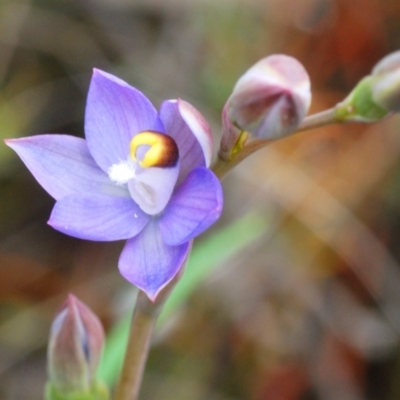 Thelymitra sp. (pauciflora complex) (Sun Orchid) at O'Connor, ACT - 19 Oct 2022 by Harrisi