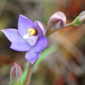 Thelymitra sp. (pauciflora complex) at O'Connor, ACT - 19 Oct 2022