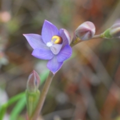 Thelymitra sp. (pauciflora complex) at O'Connor, ACT - suppressed