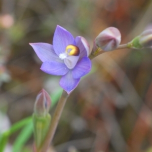 Thelymitra sp. (pauciflora complex) at O'Connor, ACT - 19 Oct 2022