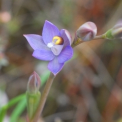 Thelymitra sp. (pauciflora complex) at O'Connor, ACT - 19 Oct 2022