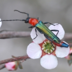 Oroderes sp. (genus) (A longhorn beetle) at Black Mountain - 19 Oct 2022 by Harrisi