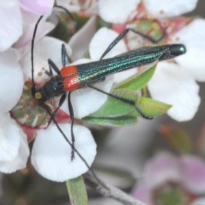 Oroderes sp. (genus) at O'Connor, ACT - 19 Oct 2022