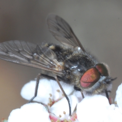 Dasybasis sp. (genus) (A march fly) at Black Mountain - 19 Oct 2022 by Harrisi