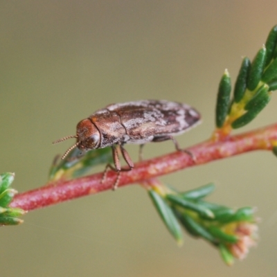 Diphucrania acuducta (Acuducta jewel beetle) at Molonglo Valley, ACT - 19 Oct 2022 by Harrisi